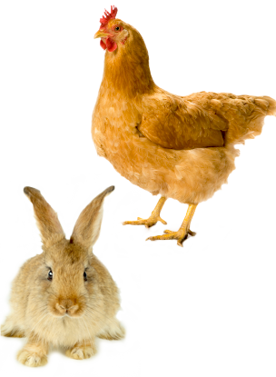 Poultry & Rabbit