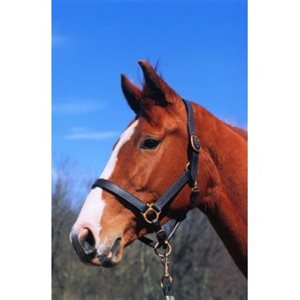 IMPERIAL TRACKING HALTER