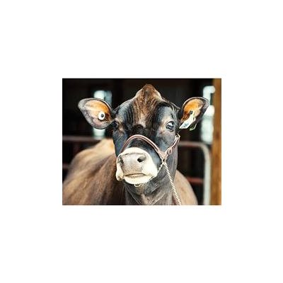 LARGE DAIRY SHOW HALTER BROWN